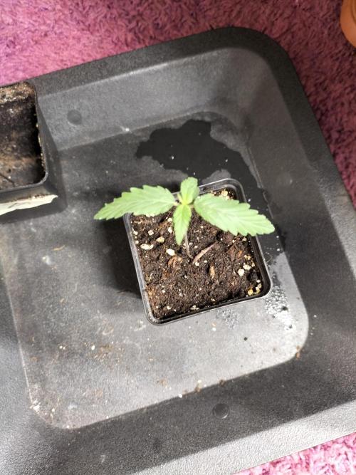 Papaya Jealousy. Week 1