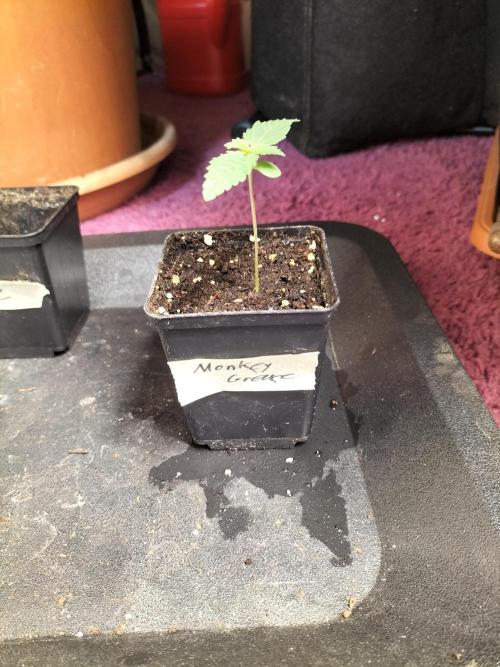 Monkey Grease. Week 1