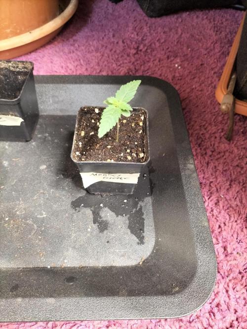Monkey Grease. Week 1