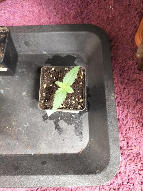 Monkey Grease. Week 1