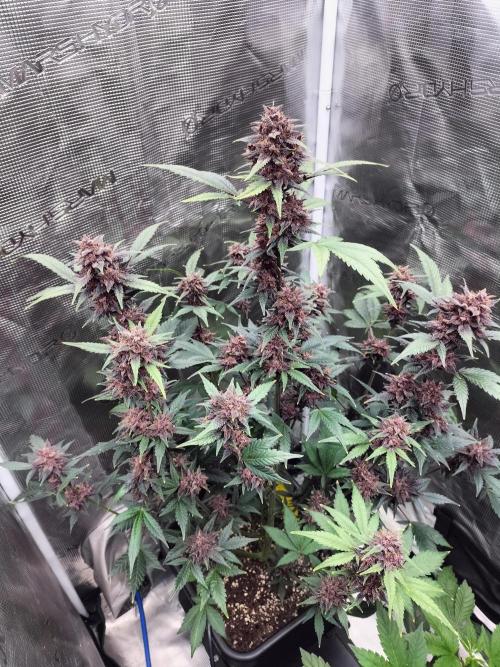 LSD25 Auto. Week 11