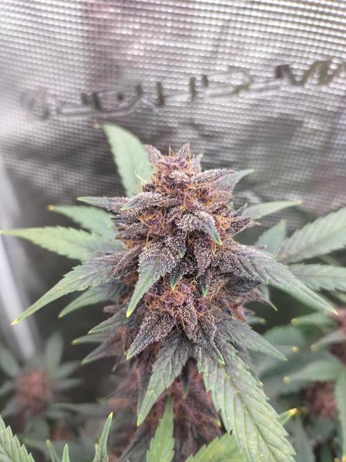 LSD-25 Auto. Week 11