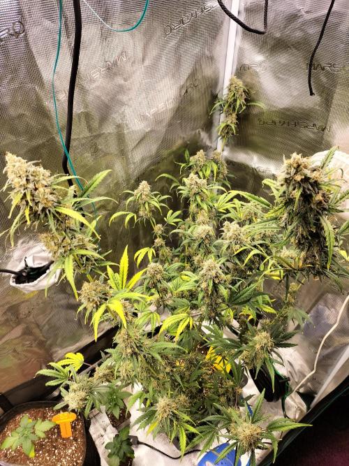 Gorilla Auto. Week 13