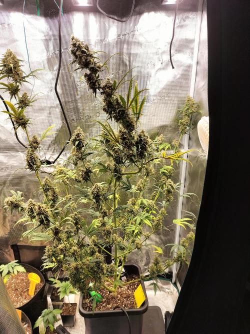 Gorilla Auto. Week 13