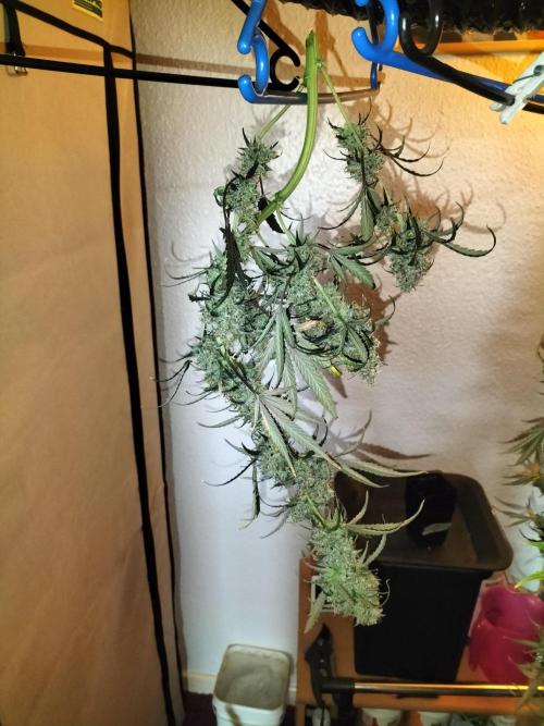 Gorilla Auto. Week 13