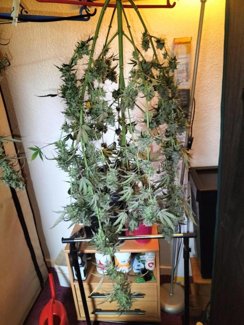 Gorilla Auto. Week 13