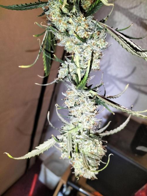 Gorilla Auto. Week 13