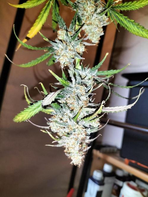 Gorilla Auto. Week 13