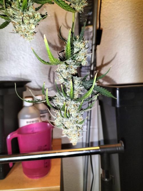 Gorilla Auto. Week 13