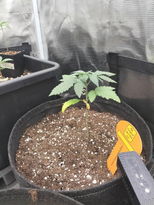 Zkittlez. Week 3