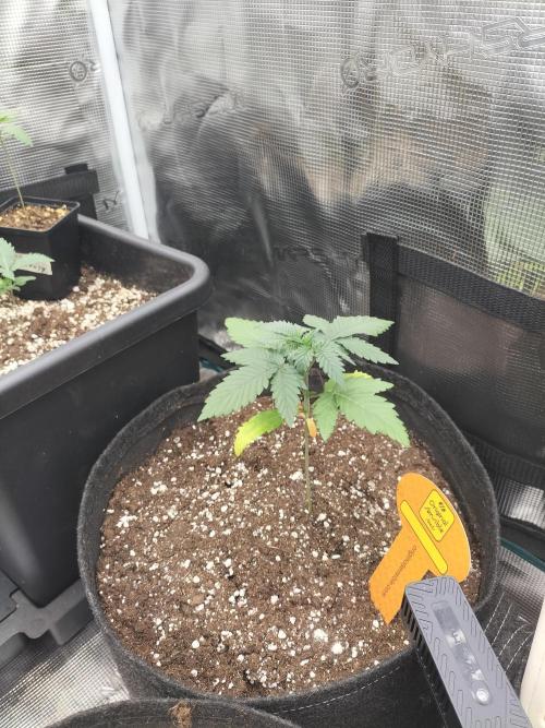 Zkittlez. Week 3