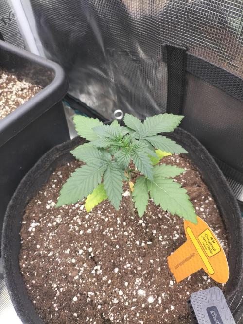 Zkittlez. Week 3