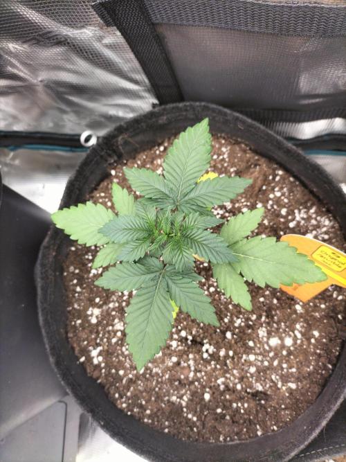 Zkittlez. Week 3