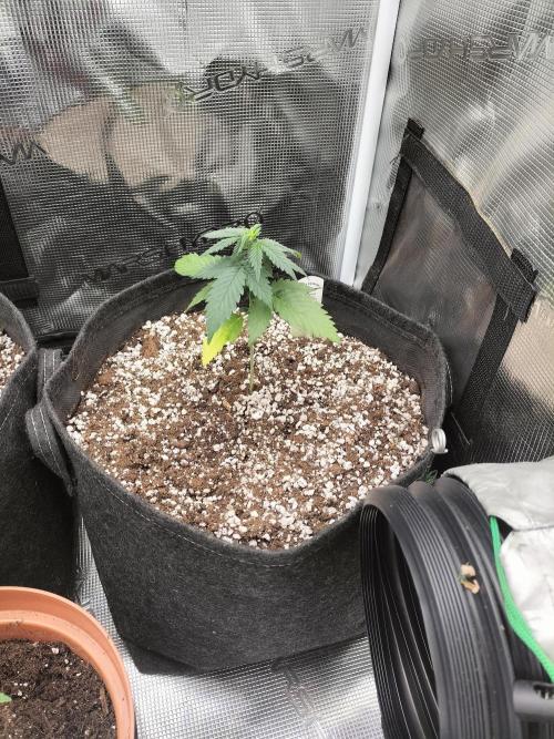 Fast Version B. Week 3