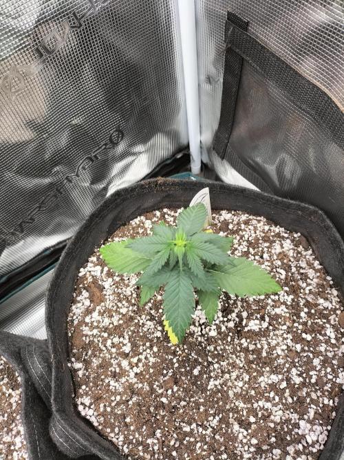 Fast Version B. Week 3