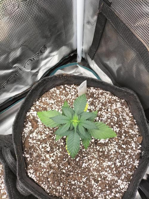 Fast Version B. Week 3