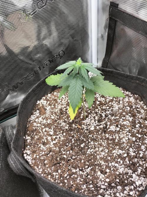 Fast Version B. Week 3