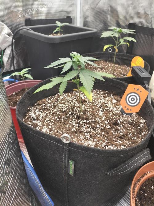 Amnesia Haze Fast. Week 3