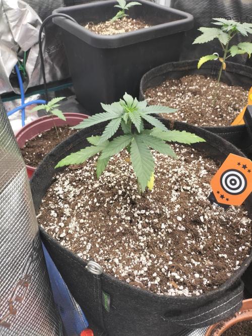 Amnesia Haze Fast. Week 3