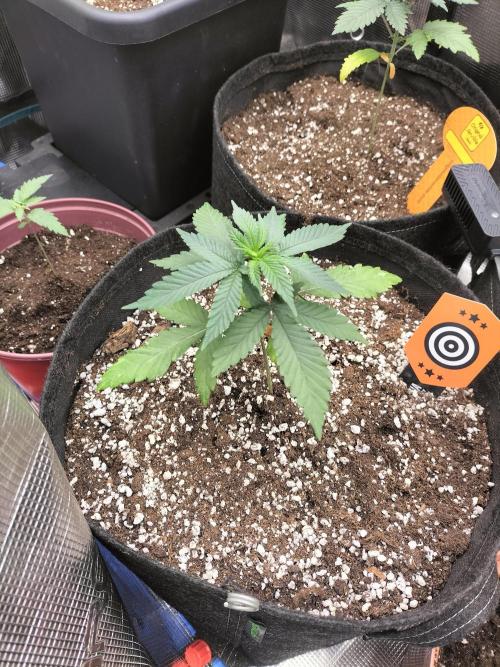 Amnesia Haze Fast. Week 3