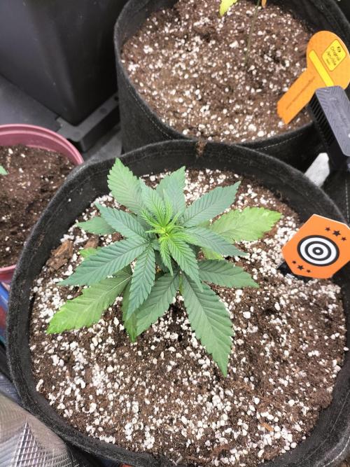 Amnesia Haze Fast. Week 3