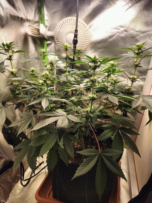 Tropical Ice Cream. Week 8