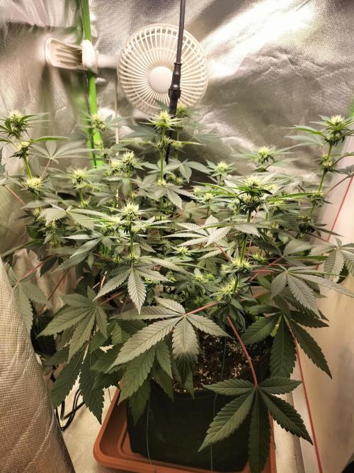 Tropical Ice Cream. Week 8