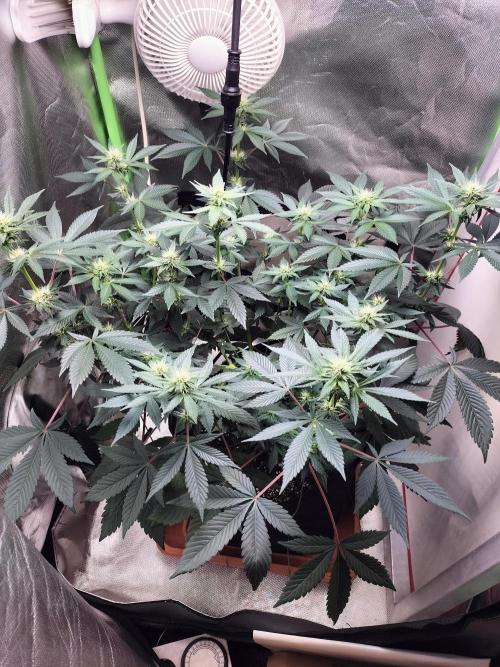 Tropical Ice Cream. Week 8