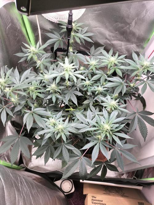 Tropical Ice Cream. Week 8