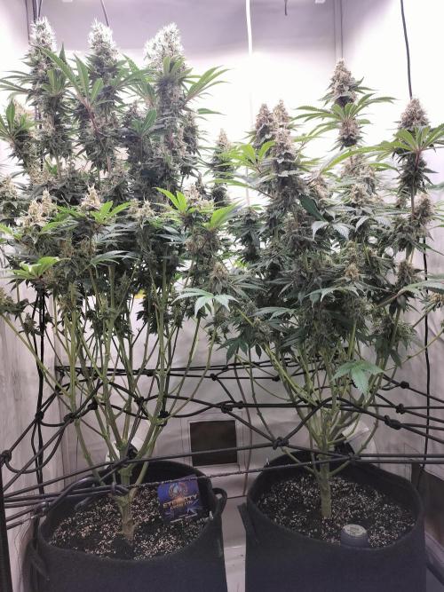 Sticky Broccoli - Eternity Cup 2026. Week 16