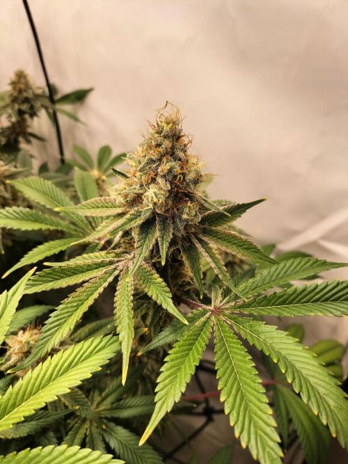 Sticky Broccoli - Eternity Cup 2026. Week 16