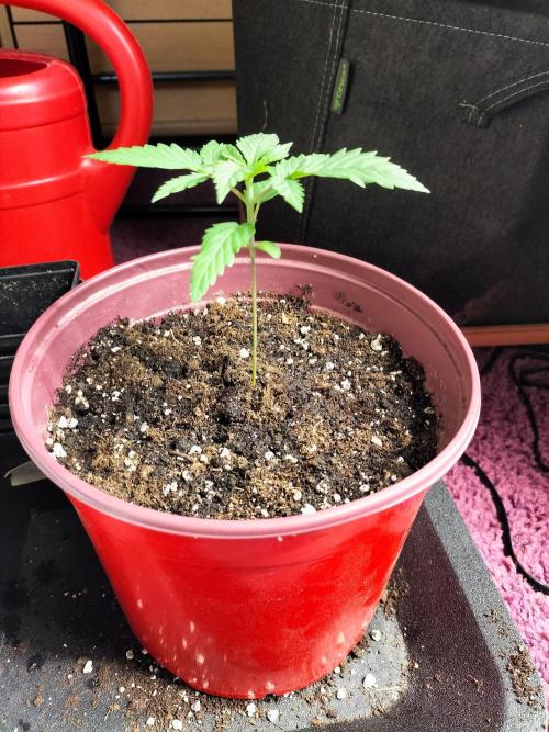 Papaya Jealousy. Week 2