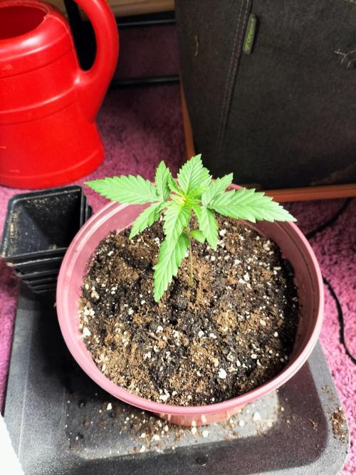 Papaya Jealousy. Week 2