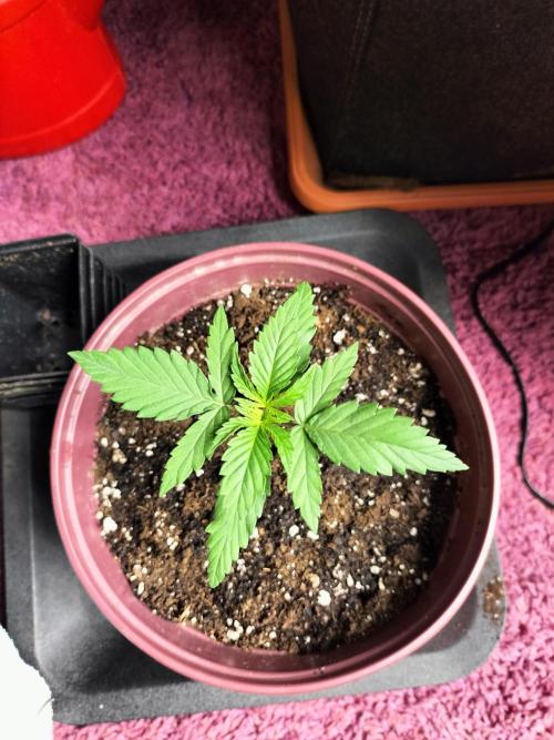 Papaya Jealousy. Week 2