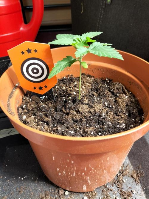 Monkey Grease. Week 2