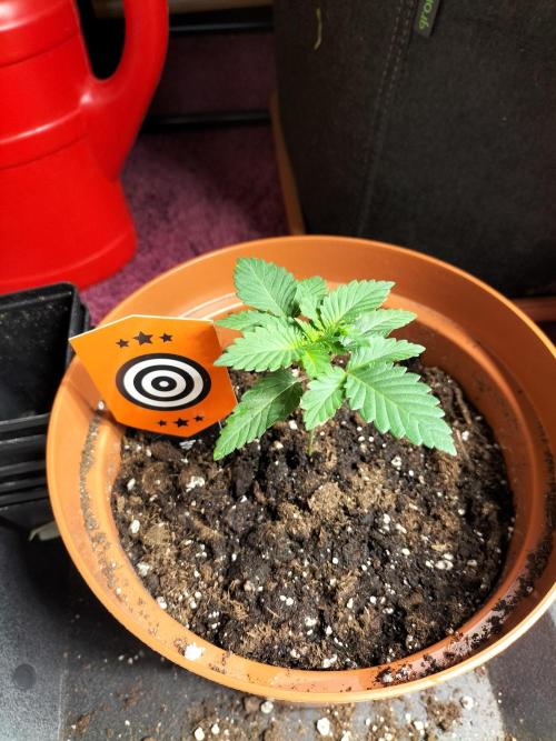 Monkey Grease. Week 2