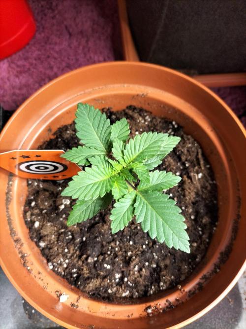 Monkey Grease. Week 2