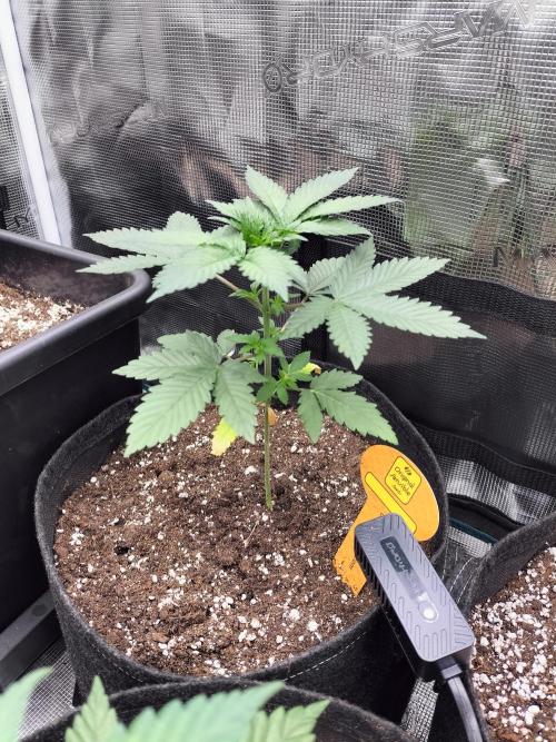 Zkittlez. Week 4