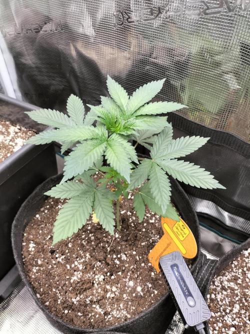 Zkittlez. Week 4