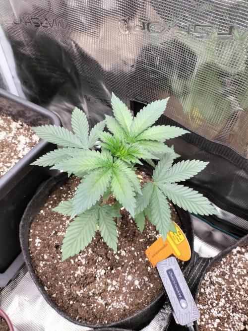 Zkittlez. Week 4
