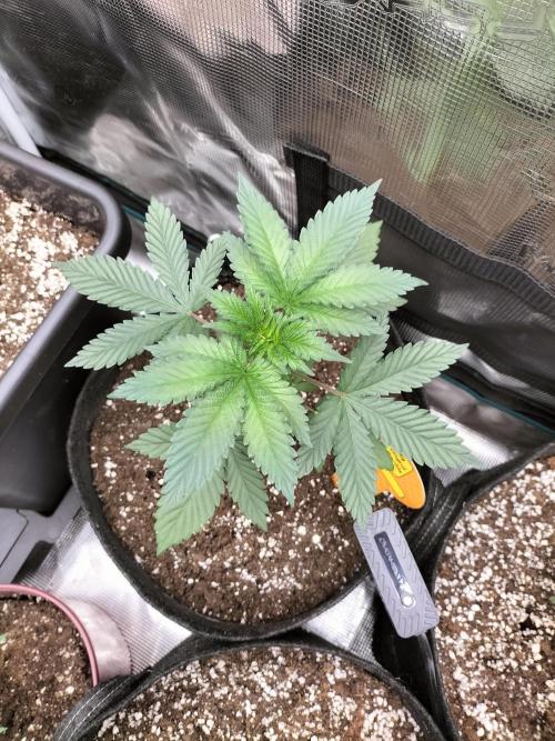 Zkittlez. Week 4