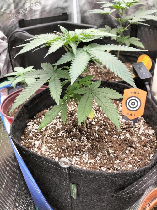 Amnesia Haze Fast. Week 4