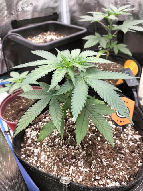 Amnesia Haze Fast. Week 4