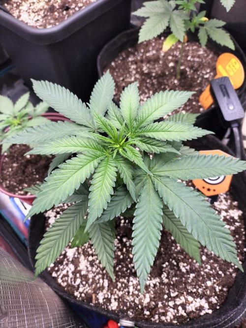 Amnesia Haze Fast. Week 4
