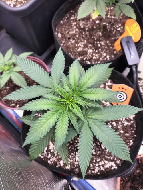 Amnesia Haze Fast. Week 4