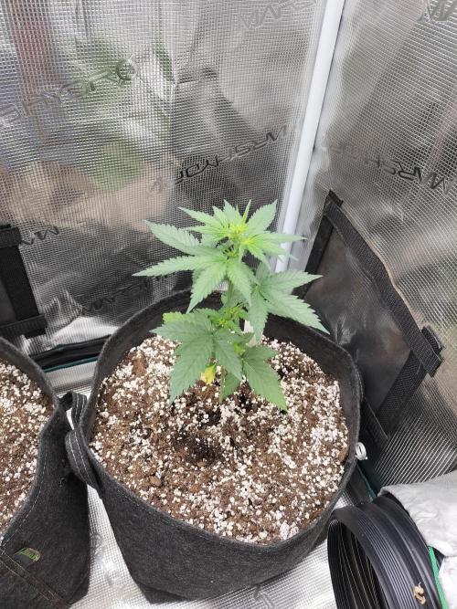 Fast Version B. Week 4