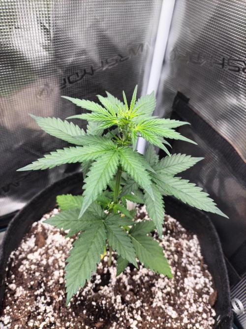 Fast Version B. Week 4