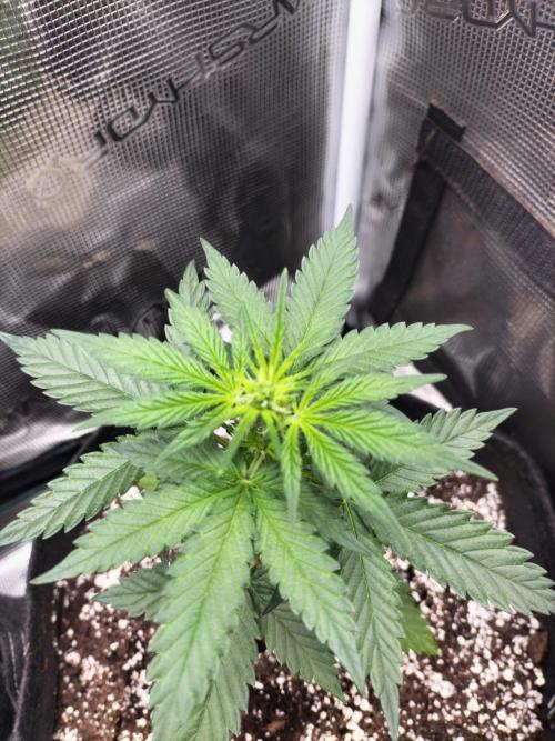 Fast Version B. Week 4