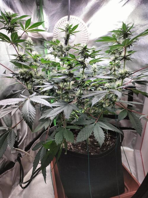 Tropical Ice Cream. Week 9