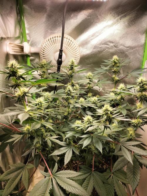 Tropical Ice Cream. Week 9